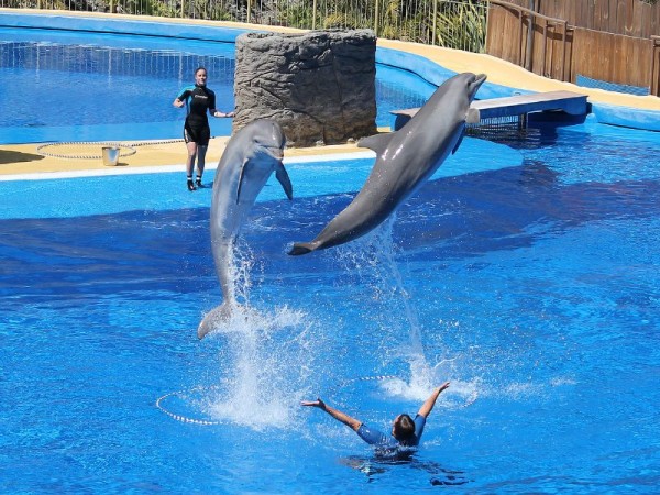 Dolphin Show