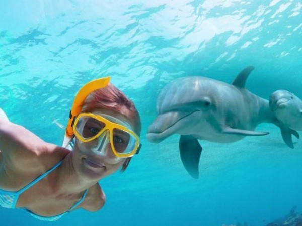 Snorkeling and Dolphins Day